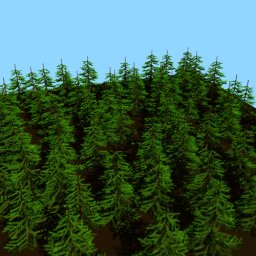 Pine trees forest